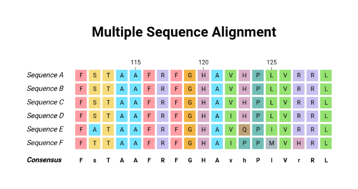 Multiple Sequence Alignment; Part One